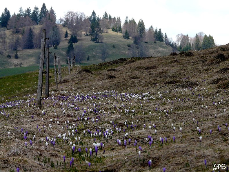 Les Hautes Combes par Jean-Pierre Bouvard - 4/11/2009 014