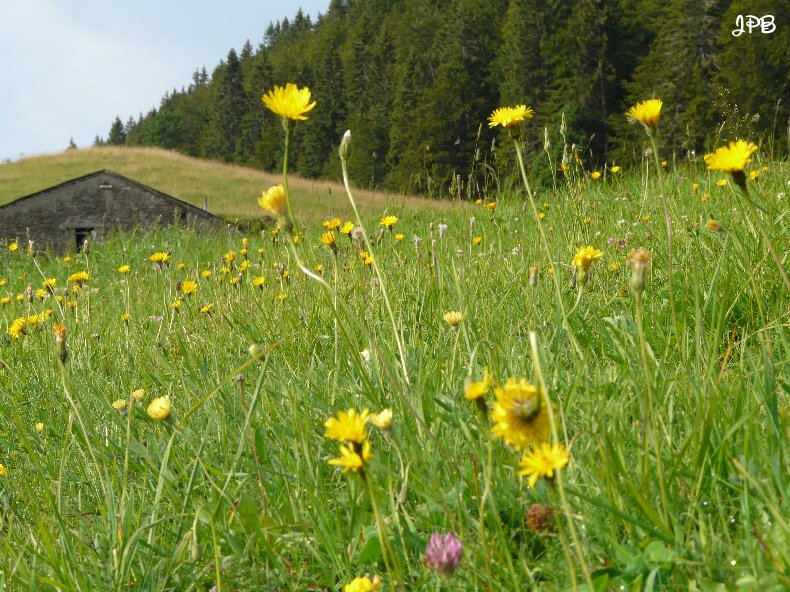 Les Hautes Combes par Jean-Pierre Bouvard - 4/11/2009 025