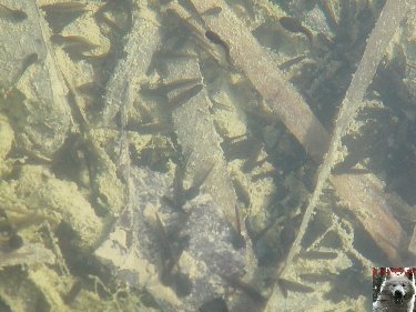 Les "Crapauducs" de la Combe du Lac - Lamoura (39) 0012